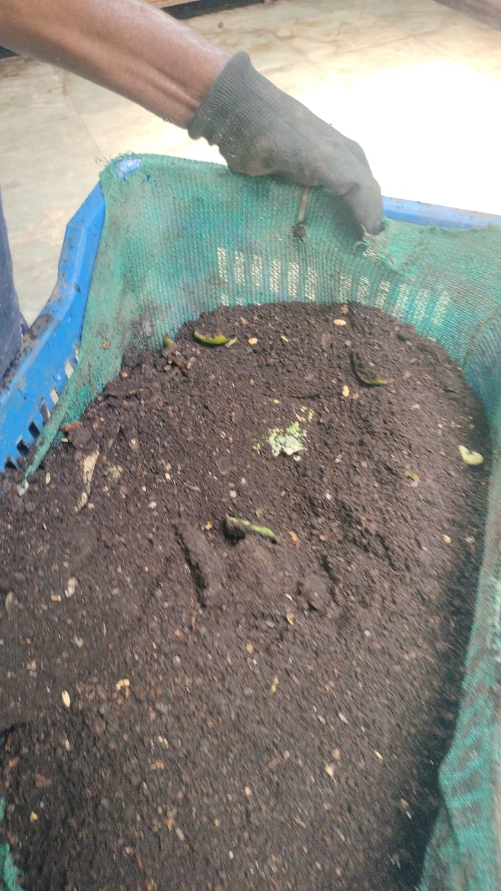 Fresh compost collected in mesh-lined crates
