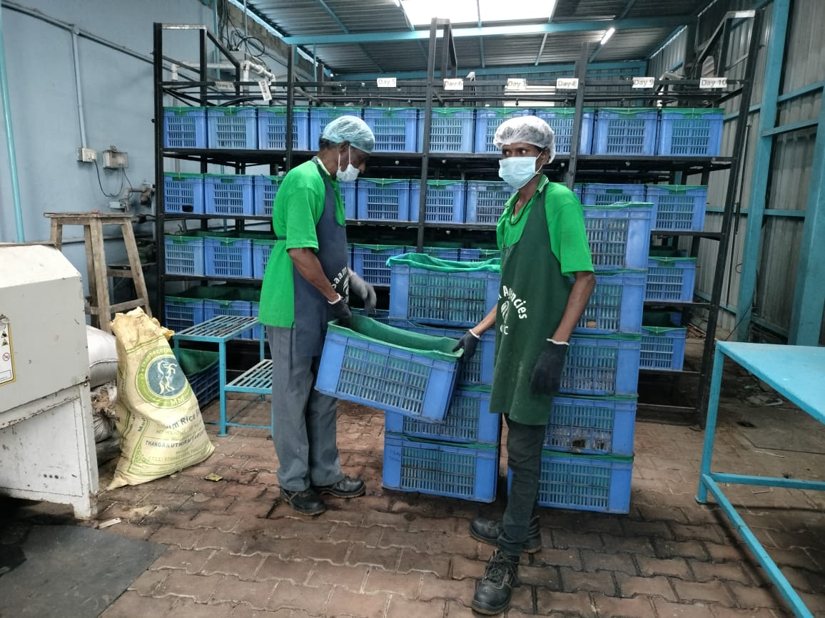 Handling day-rack crates in the maturation bay